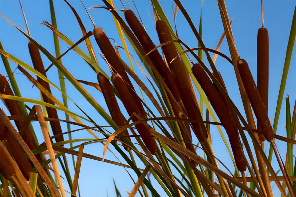 La flora dello stagno U Stagnolu della zona naturista tra Bastia e Porto Vecchio