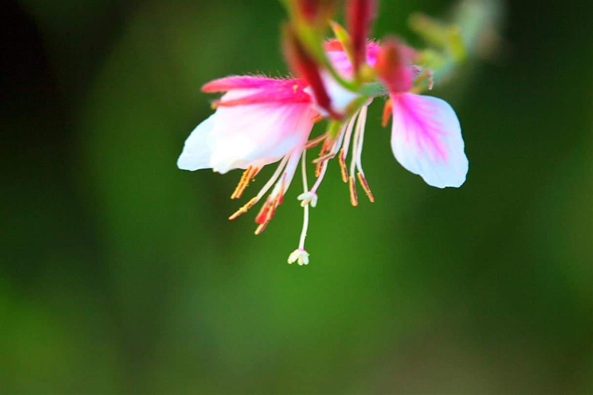 La Flora dello stagno U Stagnolu del centro di vacanze naturiste Corsica