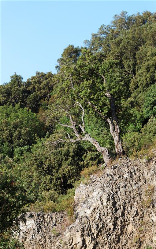 Vegetazione corsa - Domaine de Bagheera, campeggio naturista Corse